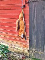 post-17250-0-85005800-1447540632_thumb.j