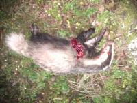 post-2933-0-91060500-1324489701_thumb.jp