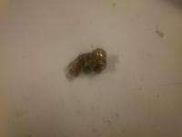 post-12326-0-28715600-1354982588_thumb.j