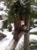 post-13980-0-88938600-1356640009_thumb.j