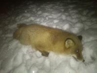 post-4850-0-08241200-1355467426_thumb.jp