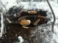 post-5973-0-56467800-1355833797_thumb.jp