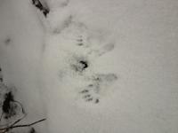 post-9720-0-43669800-1356629705_thumb.jp