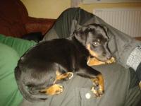 post-9812-0-05494700-1355166381_thumb.jp