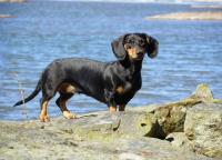 post-10445-0-29749400-1450910637_thumb.j