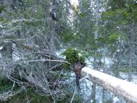 post-12305-0-78036100-1450645352_thumb.j