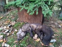 post-17217-0-92949200-1450725267_thumb.j