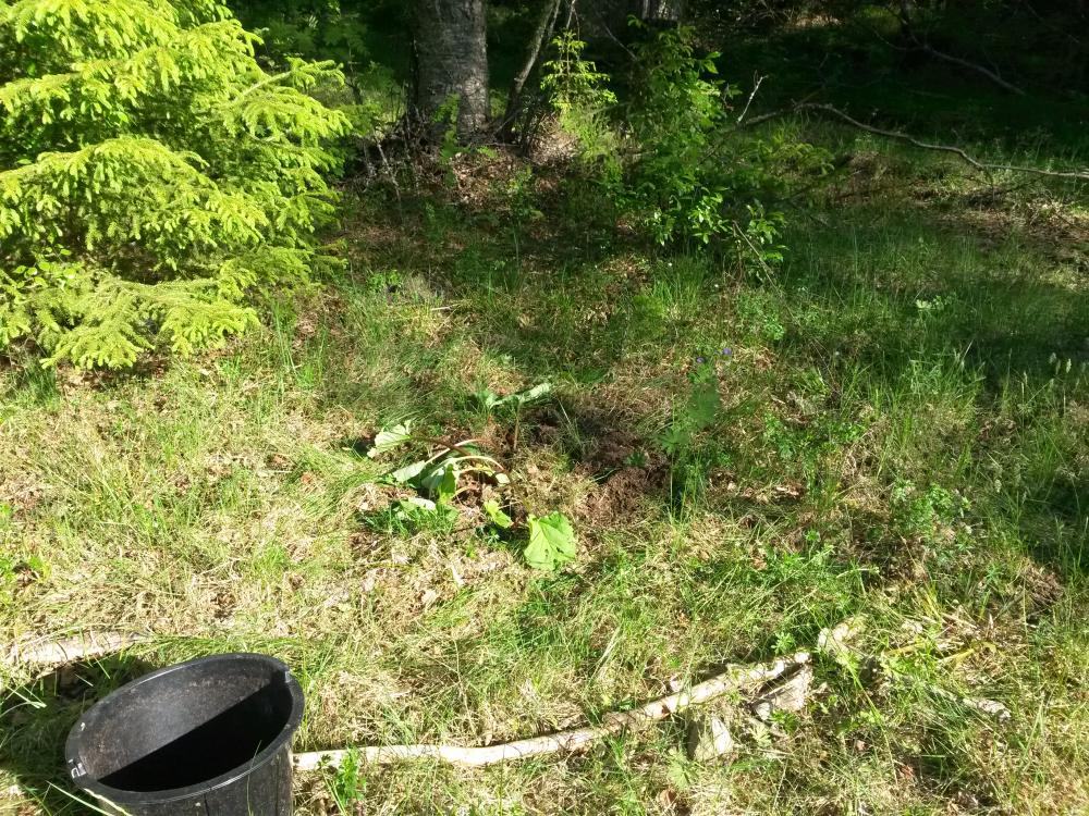 20160604_172651.jpg