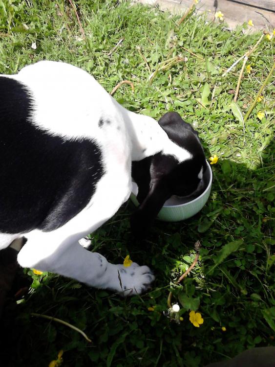 utfodring 20juni utomhus.JPG