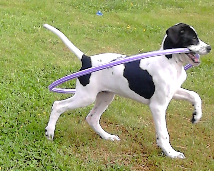 Abba rockring piaf.JPG