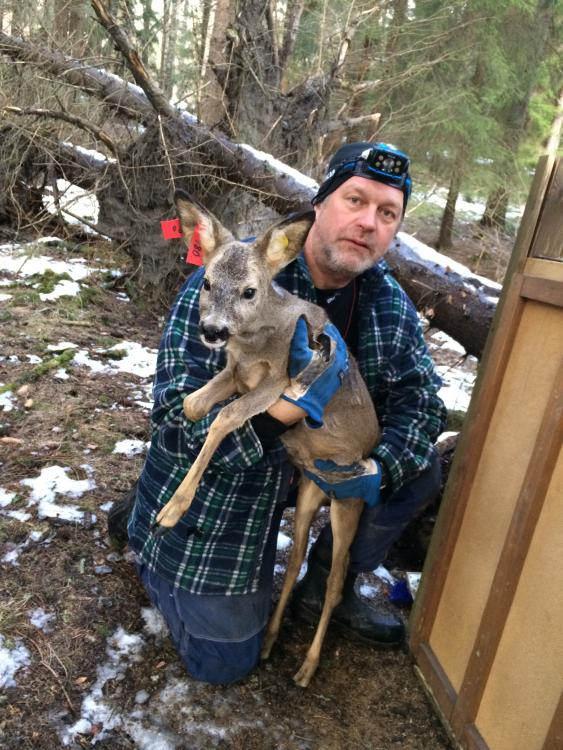 Rådjursfångst 20150219 (9).jpeg