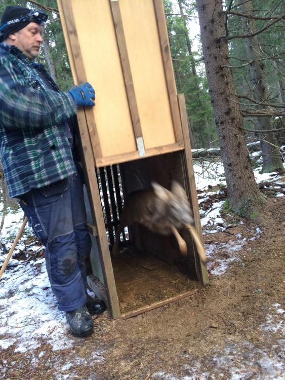 Rådjursfångst 20150219 (8).jpeg