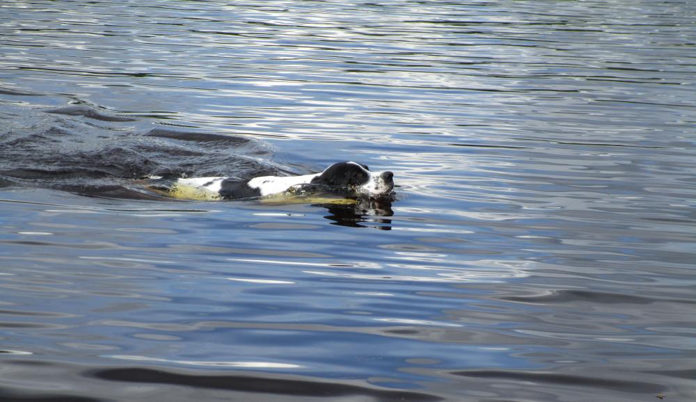 Abba Pointer-säl.JPG