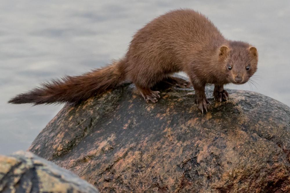 Mink-1.jpg