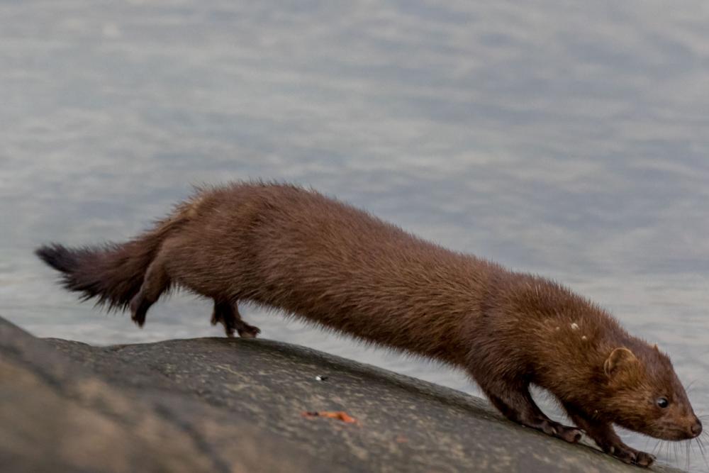 Mink-3.jpg