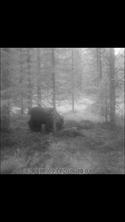 Nalle som tog älgen från jägaren.jpg