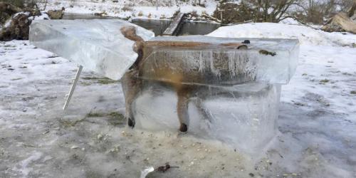 Så kan det gå om mickel ge sig ut på tunn is.jpeg