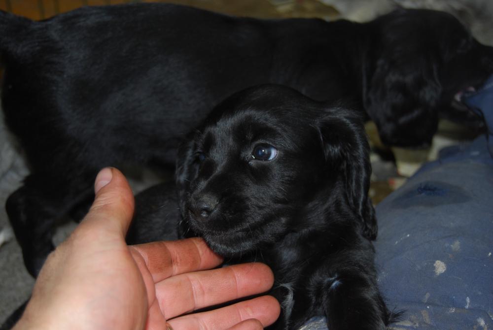 DSC_0037.thumb.JPG.a9c8b4c3c148a82091c2fb2b3ee74f90.JPG
