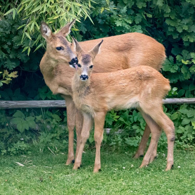 Doe_and_fawn_2.thumb.jpg.a71818458f0d213185b9ae29f749c788.jpg