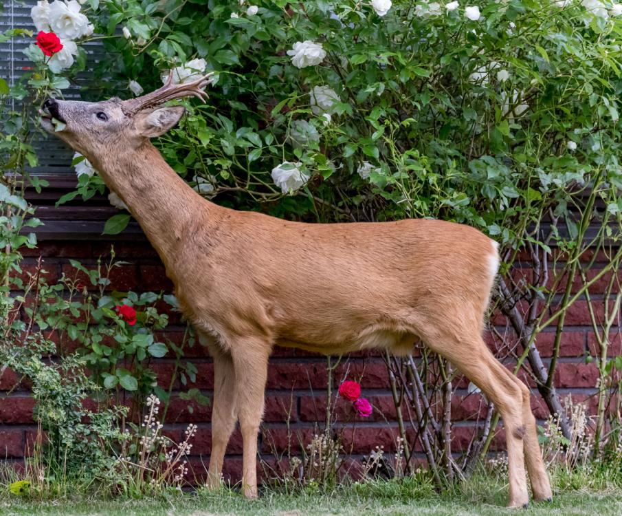 Gardenbuck.thumb.jpg.9d0311be2814895fbec8d182db31ce4e.jpg