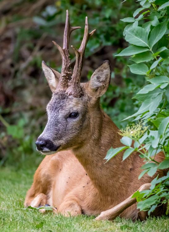 Gardenbuck2.thumb.jpg.fbbb7e145cbe17feb4e3b46d9d771bf7.jpg