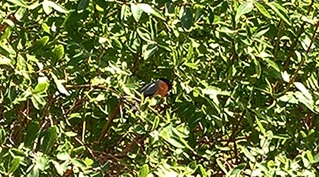 WP_20170715_12_23_28_Rich_LI.jpg.d59967a468b167f7cd584aa26452589d.jpg