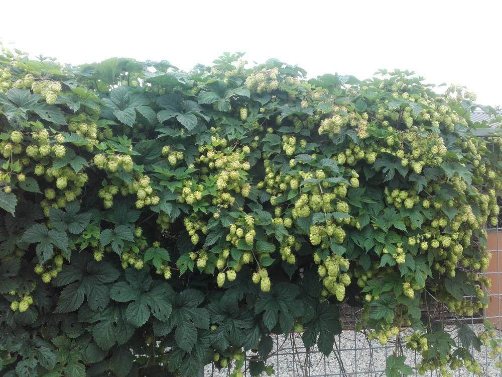 20170812_143706.jpg