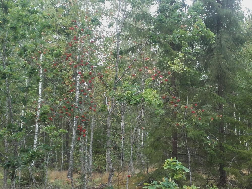 20170813_152726.jpg