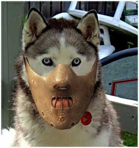 2011-01-20_181116__muzzle.jpg.8004d7a25654c6942ce3dcdcb597463c.jpg