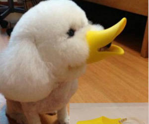 duck-muzzle-for-dogs.jpg.f44f1b1a5984586028068132a68d16e6.jpg