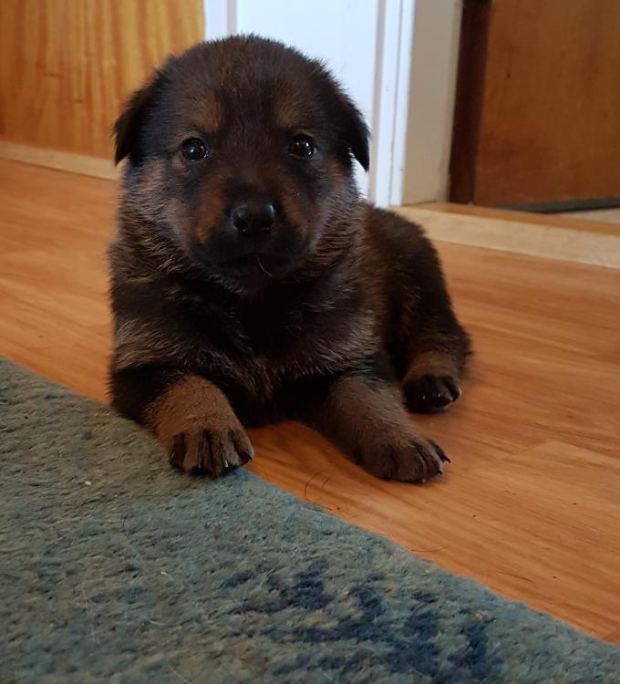 zeus.jpg