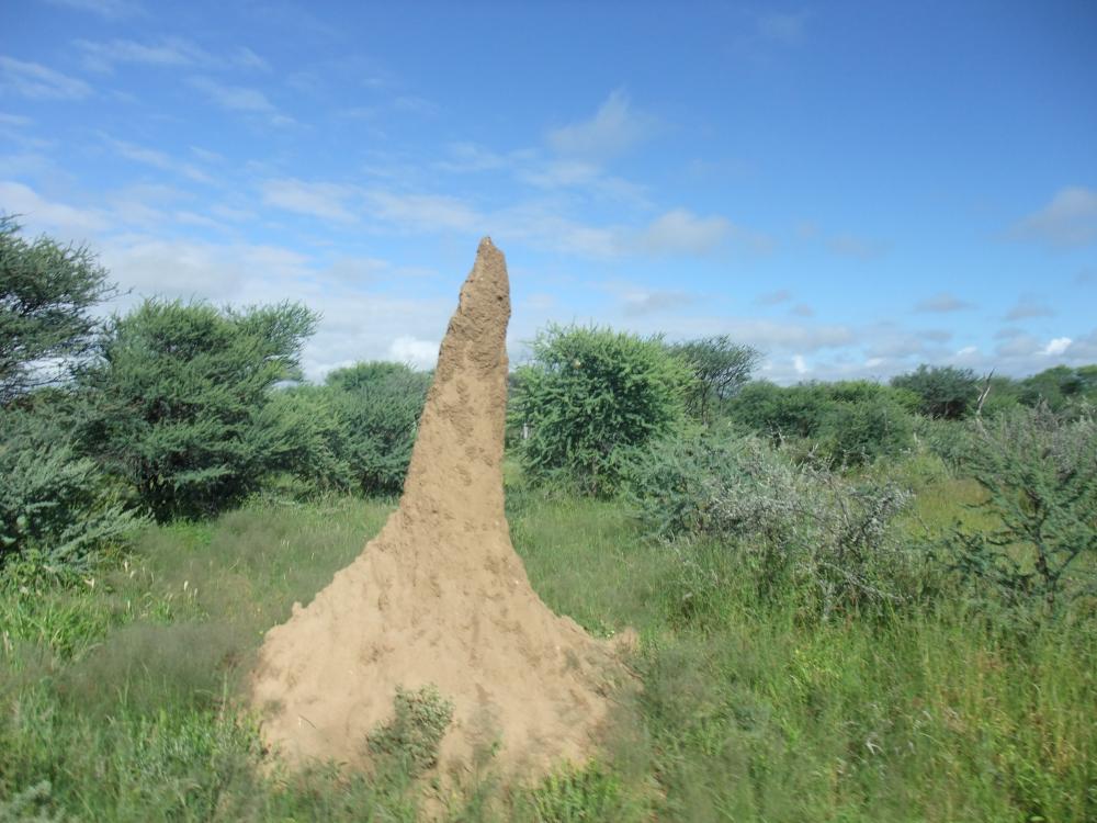 Namibia 2011 del 2 055.JPG