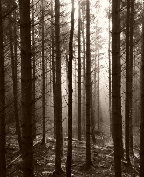 skog1.JPG.3fc16a5a8ecde92a32e323d614cb9e71.JPG
