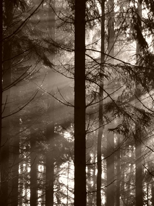 skog2.JPG.761b99008f87794a587ab223930c5dae.JPG