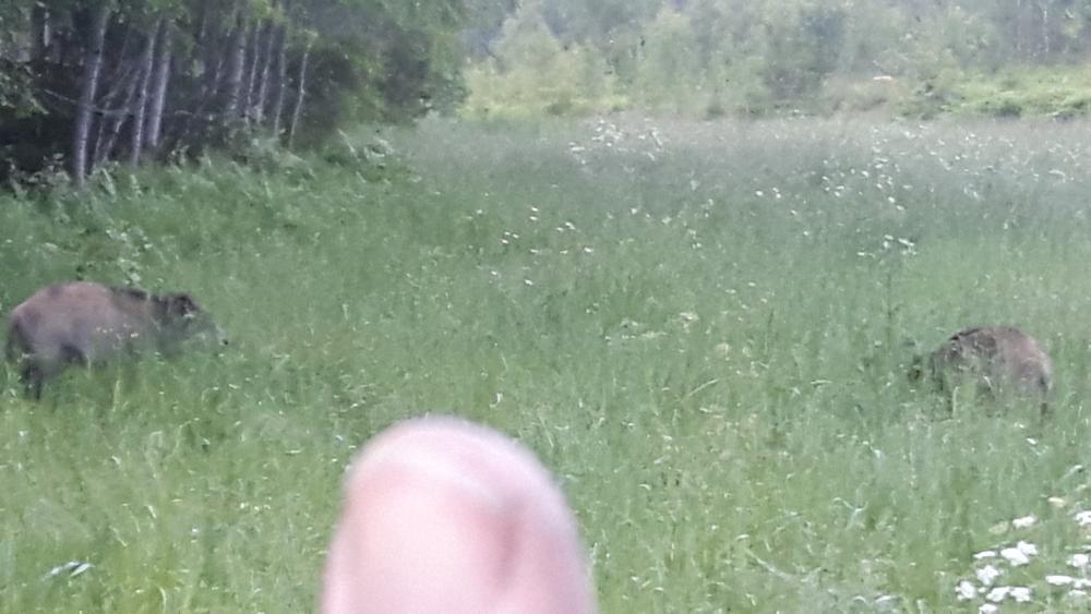 20170703_041333.thumb.jpg.67cc1ef9519aeab40bcdd37c9eb6616d.jpg