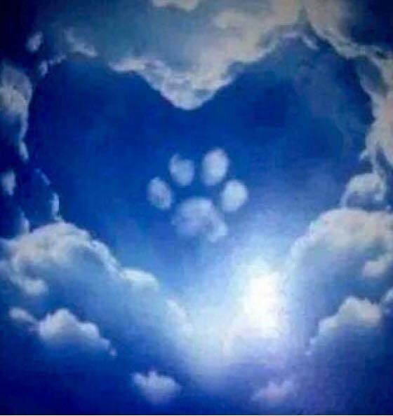 Hundhimmel.jpg.3b785c94d2f598b4917a595555a5030c.jpg
