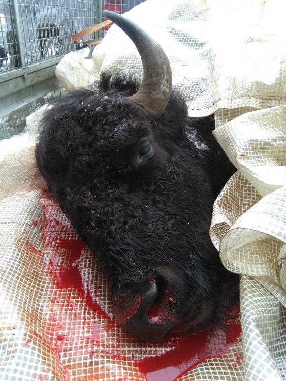 bison.thumb.jpg.6c107243ecd46b0f03e8aa3bf8c72f78.jpg
