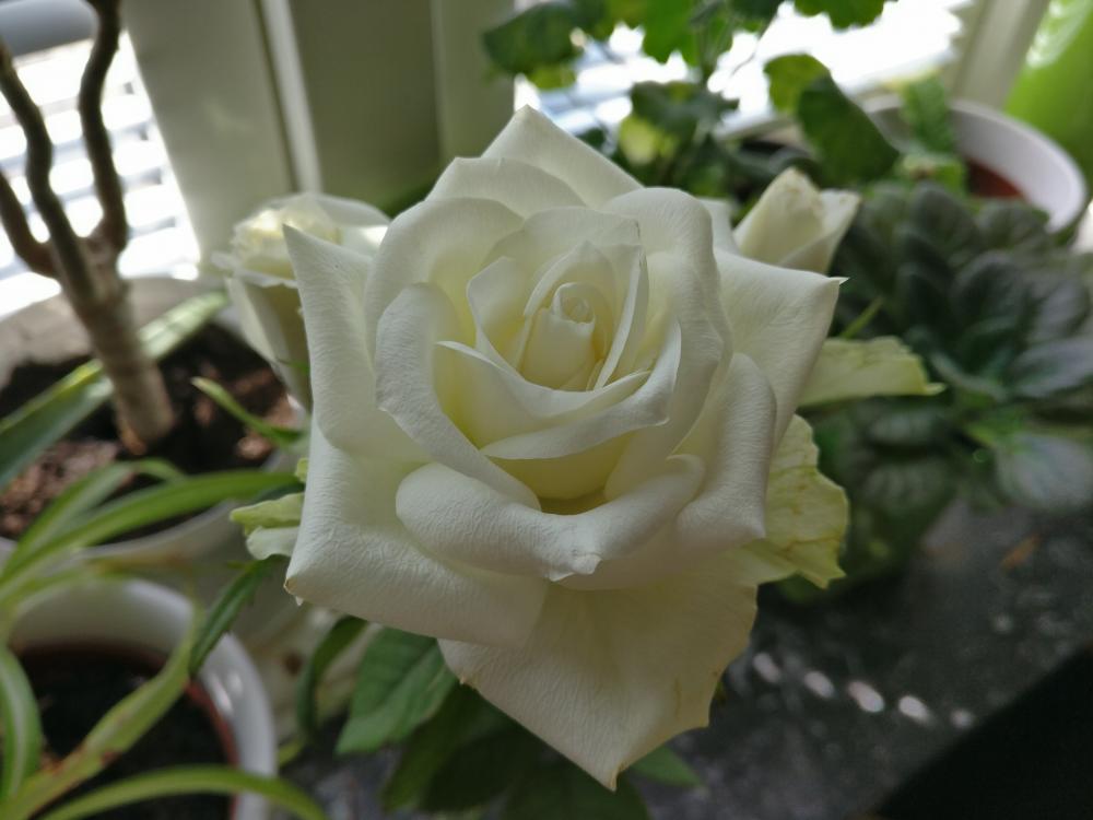 IMG_20180419_115449.jpg