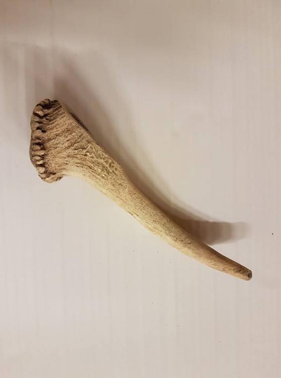 horn.thumb.jpg.369e6ba62e1fe1643304c1aedf0a2743.jpg