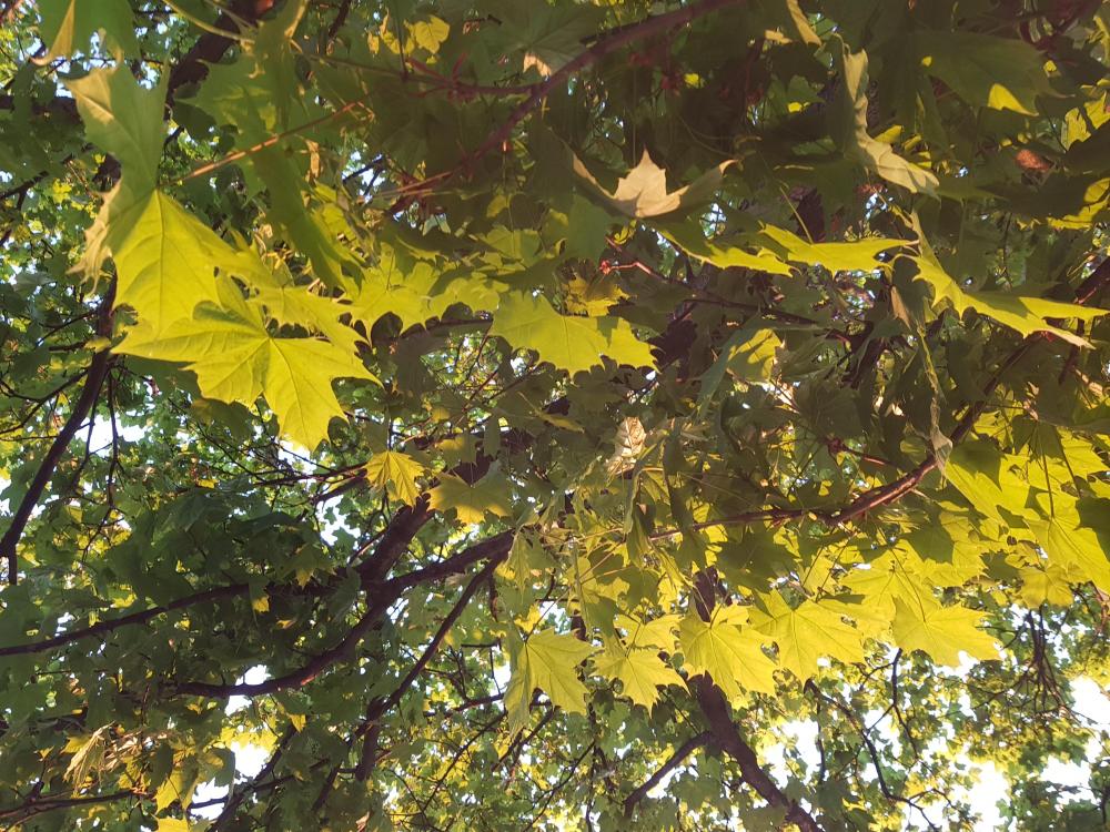 20180513_204811.jpg