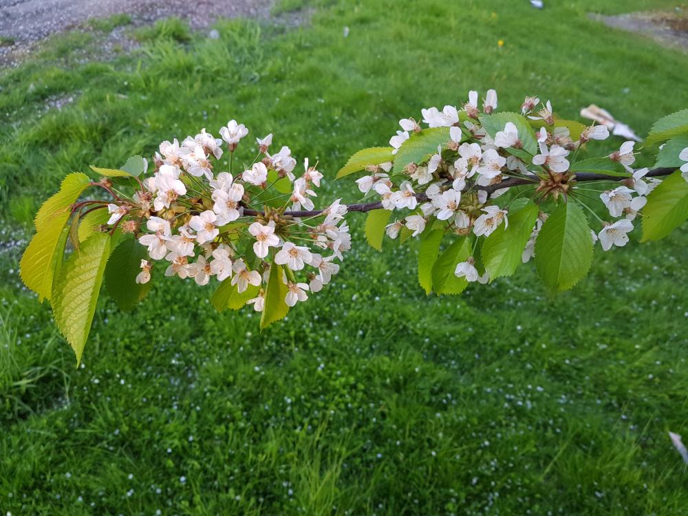 20180513_205027.jpg