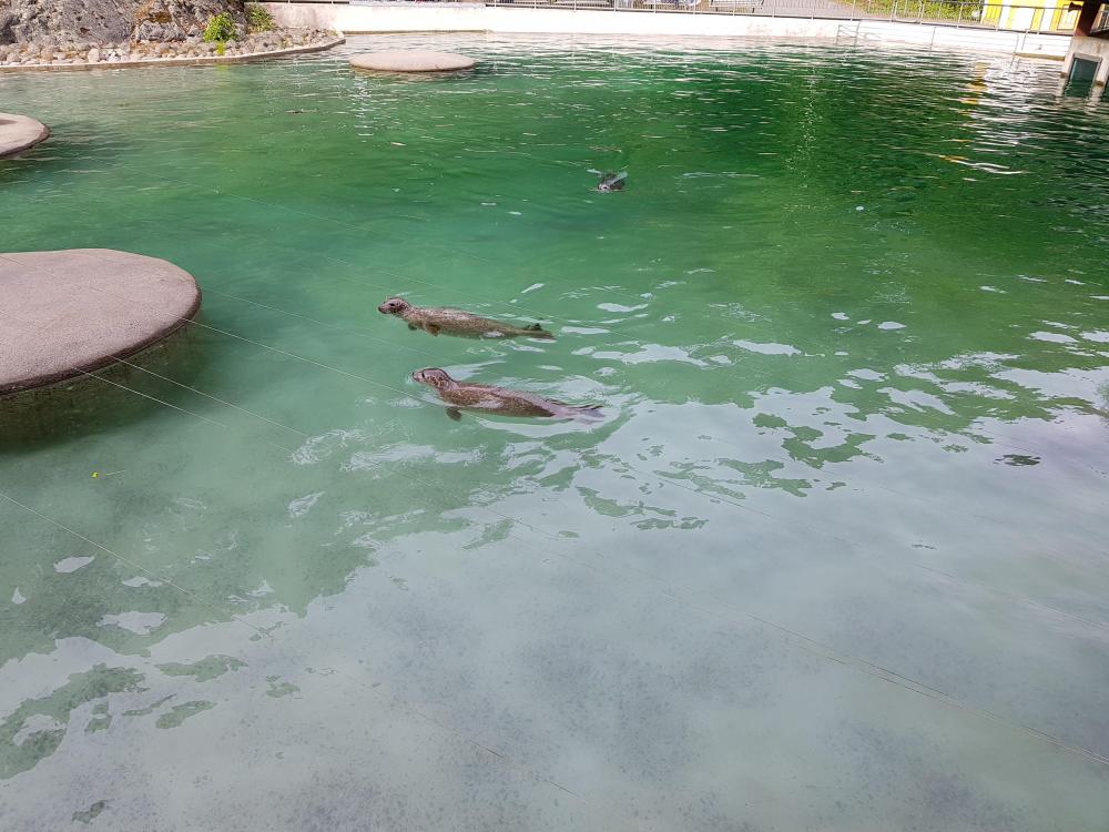 20180521_174217[1].jpg