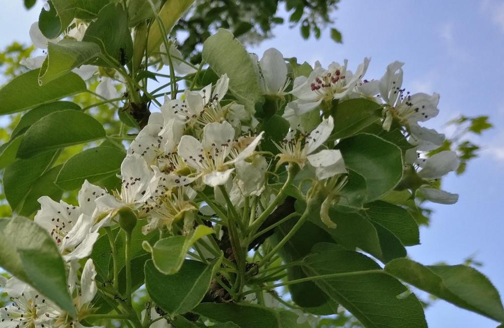 IMG_20180515_170433_01.jpg