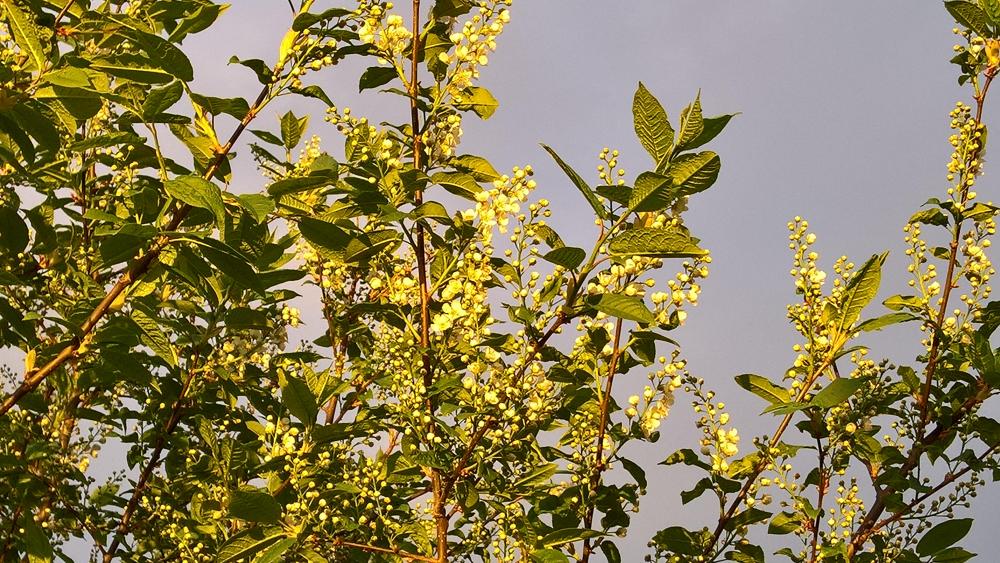 WP_20180524_21_13_51_Pro.thumb.jpg.380ae54b318ea5ebe2fb5501dba337a5.jpg