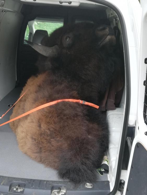 bisontrofe.thumb.jpg.fb78c6f0a362e0fea3e15edf768122c6.jpg