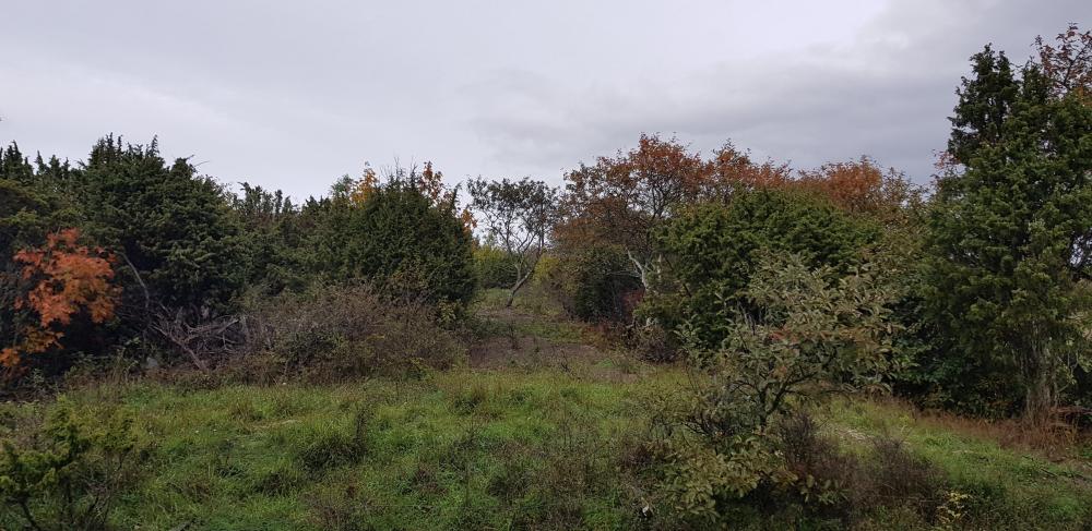 20181007_122319.thumb.jpg.f1d72636863fbd0532690d421d69ec94.jpg