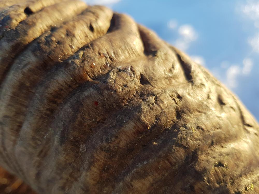20181229_121657.thumb.jpg.9d8f77d5e66b8ef1e9f59e44326d625b.jpg