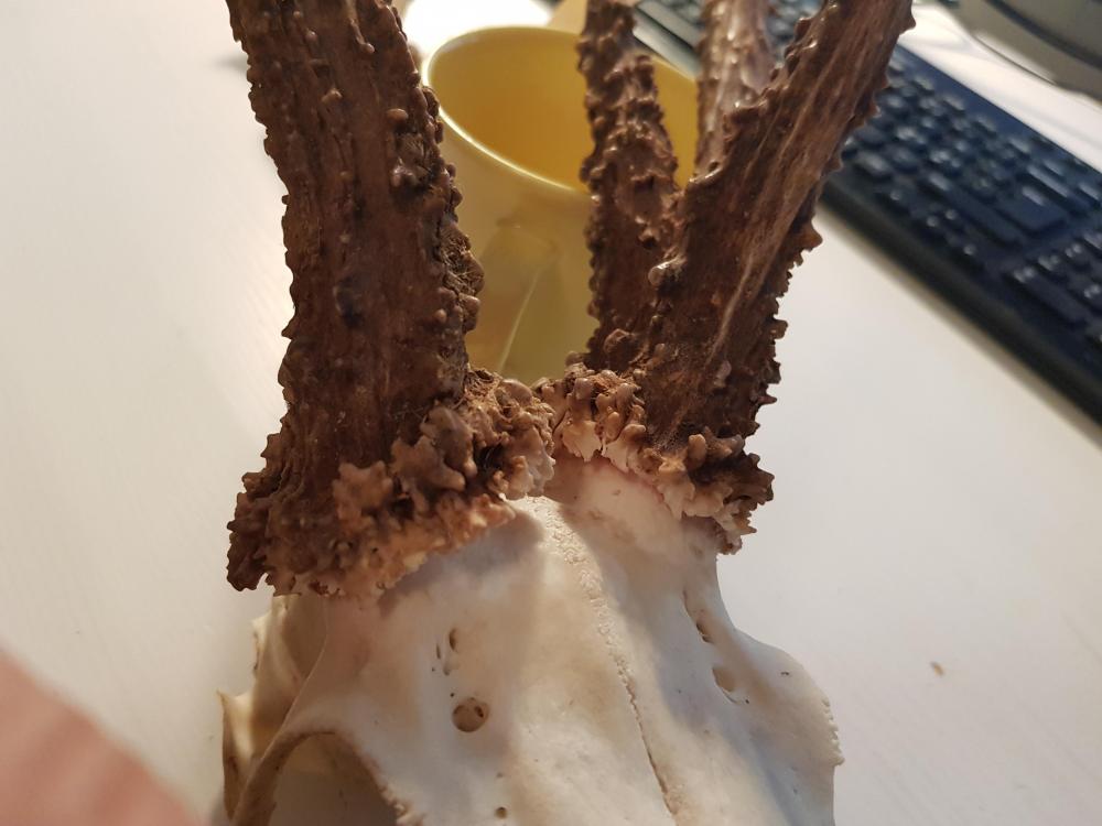 20190604_085938.jpg