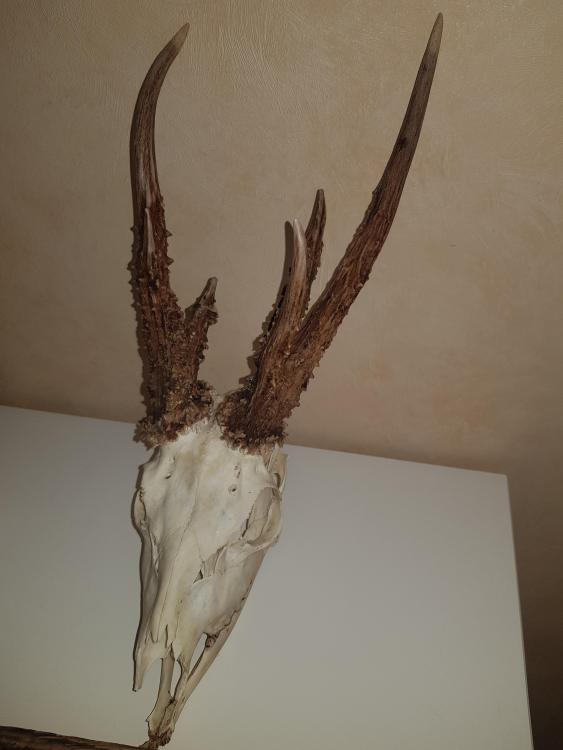 20190604_132746.jpg