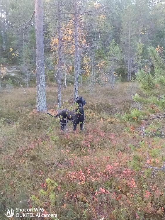 2109252.jpg
